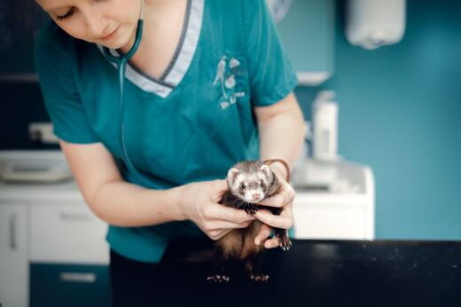 vétérinaire furet